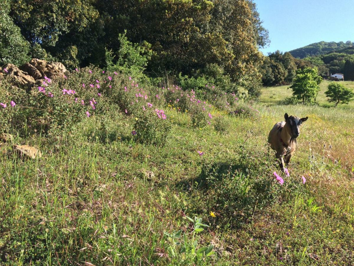 Вилла Nocini Di Maremma Tatti Экстерьер фото